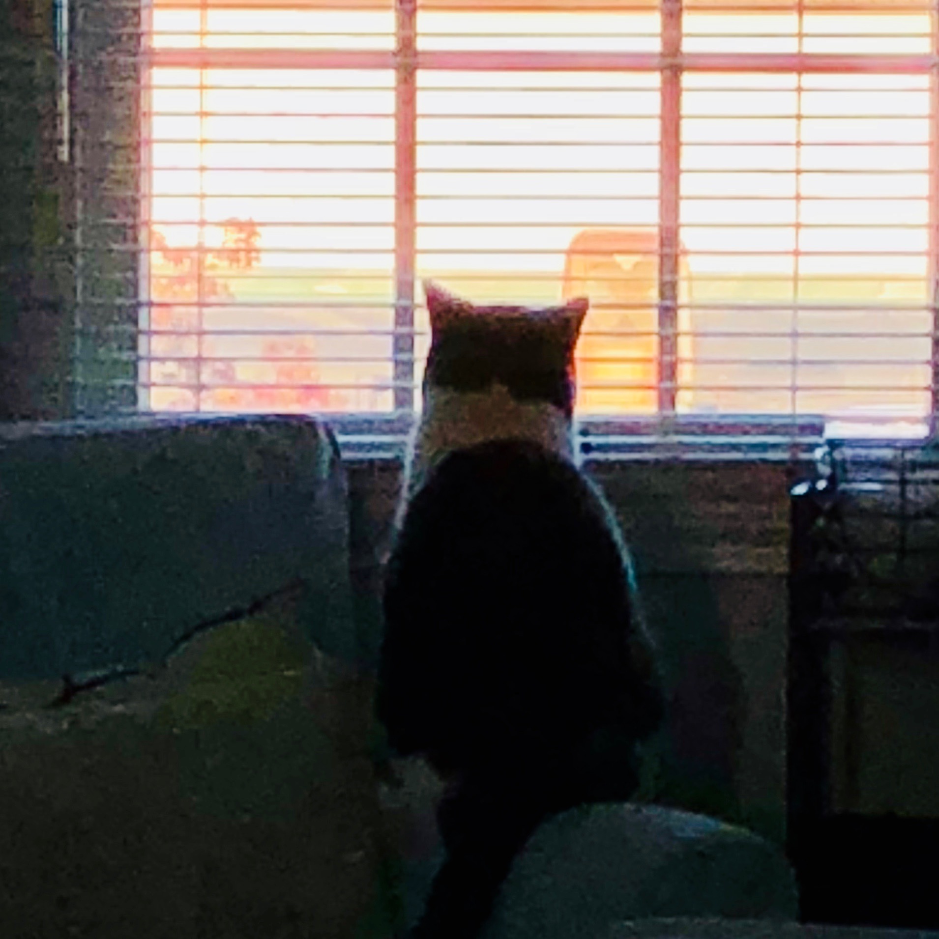 photo of my cat staring out window of sun rising over some 
                buildings across the street.